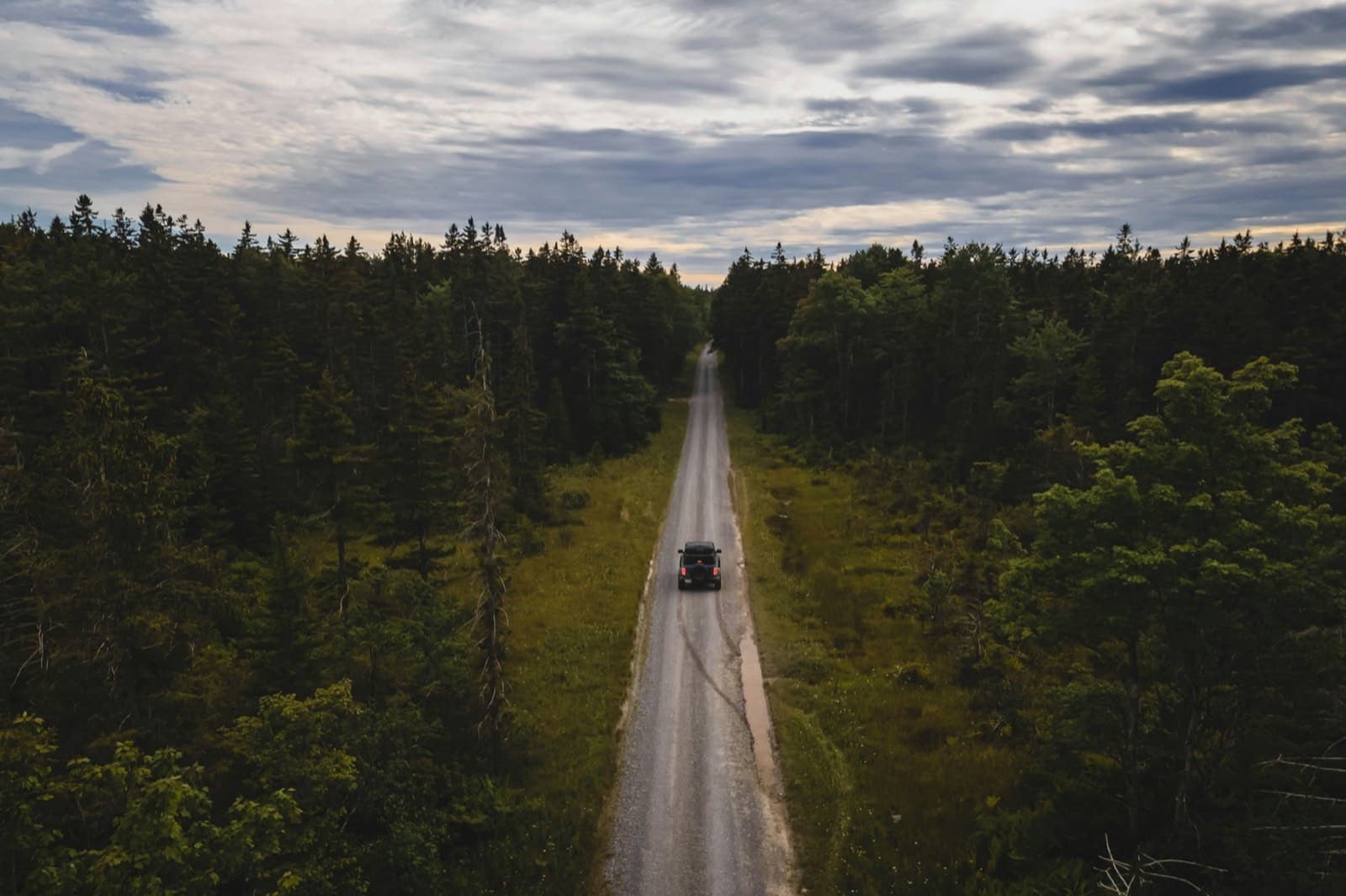 Truck on a road through pine forest